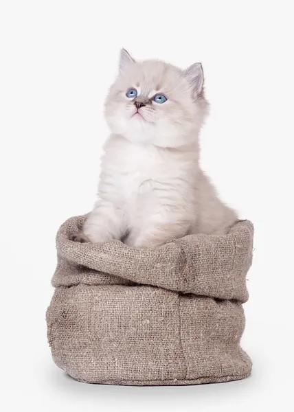 Gatito siberiano pequeño en saco sobre fondo blanco —  Fotos de Stock