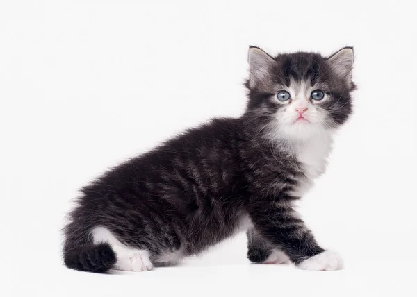 Small siberian kitten on white background — Stock Photo, Image