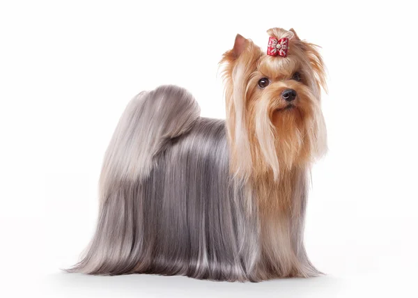 Yorkie cucciolo su bianco gradiente sfondo — Foto Stock