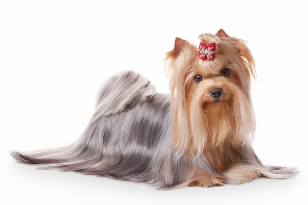 Yorkie cachorro en blanco gradiente fondo — Foto de Stock