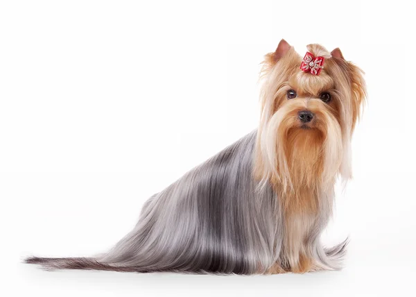 Yorkie filhote de cachorro no fundo gradiente branco — Fotografia de Stock