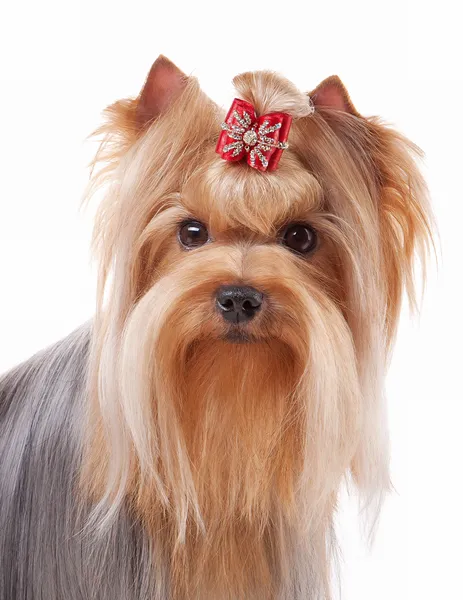 Yorkie puppy on white gradient background — Stock Photo, Image