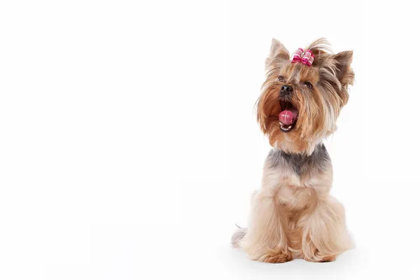 Yorkie štěně na bílém pozadí přechodu — Stock fotografie