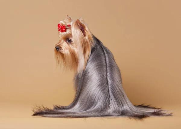 Yorkie cucciolo su sfondo marrone chiaro — Foto Stock