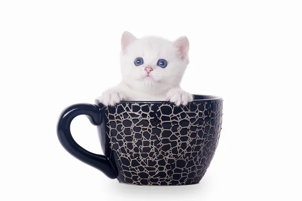 Small silver british kitten in black cup on white background — Stock Photo, Image