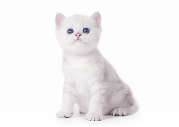 Pequeño plata británico gatito en blanco fondo —  Fotos de Stock