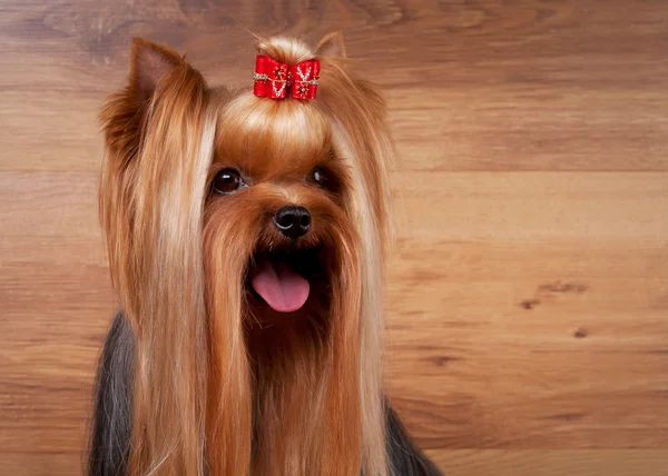 Yorkie puppy on table with wooden texture — Stock Photo, Image