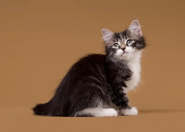 小西伯利亚小猫上浅棕色背景 — 图库照片