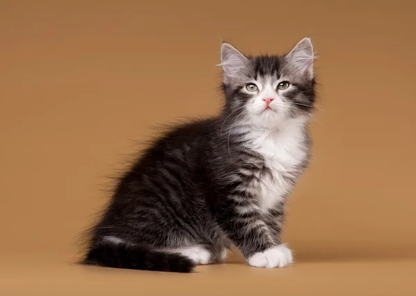 光の茶色の背景に小さなシベリア子猫 — ストック写真