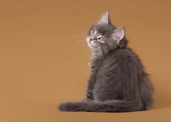 Piccolo gattino siberiano su sfondo marrone chiaro — Foto Stock