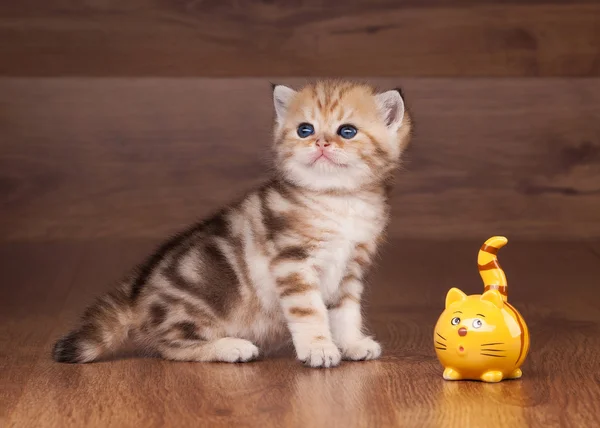 Gatito británico pequeño de oro en la mesa con textura de madera — Foto de Stock