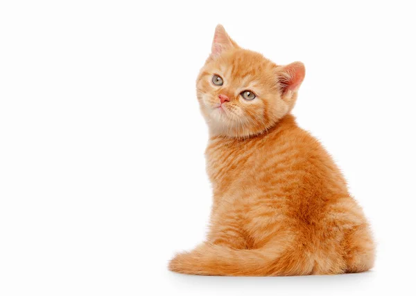 Small red british kitten on white background — Stock Photo, Image