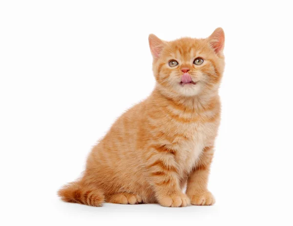 Beyaz arka planda küçük kırmızı İngiliz yavru kedi — Stok fotoğraf