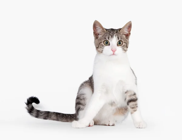 Young brown bicolor domestic cat on white background — Stock Photo, Image