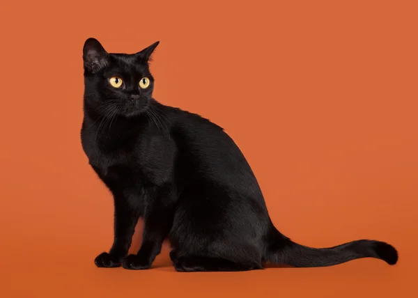 Černá tradiční bombay kočka na ořechy pozadí — Stock fotografie