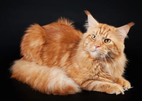 American maine coon cat on black background Royalty Free Stock Photos