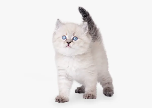 Pequeño gatito siberiano sobre fondo blanco Imágenes de stock libres de derechos