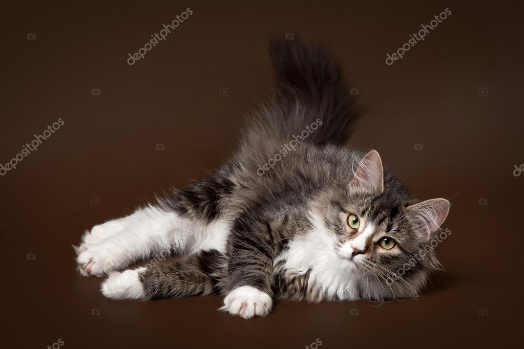 Chat Siberien Tigre Noir Femelle Sur Fond Brun Fonce Image Libre De Droit Par Dionoanomalia C