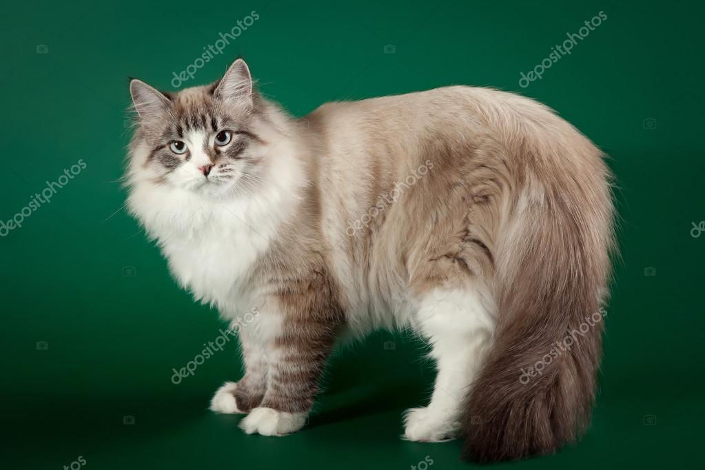 Chat Fond Vert Images Libres De Droit Photos De Chat Fond Vert Depositphotos
