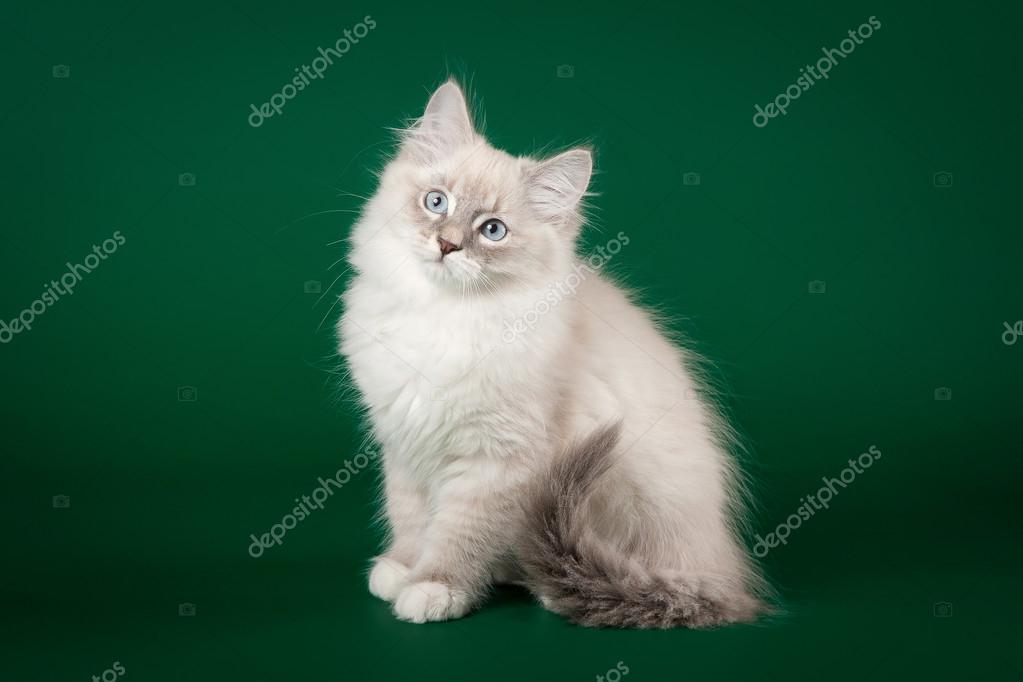 Blue Tabby Point With White Siberian Cat On Dark Green Backgroun Stock Photo Image By C Dionoanomalia