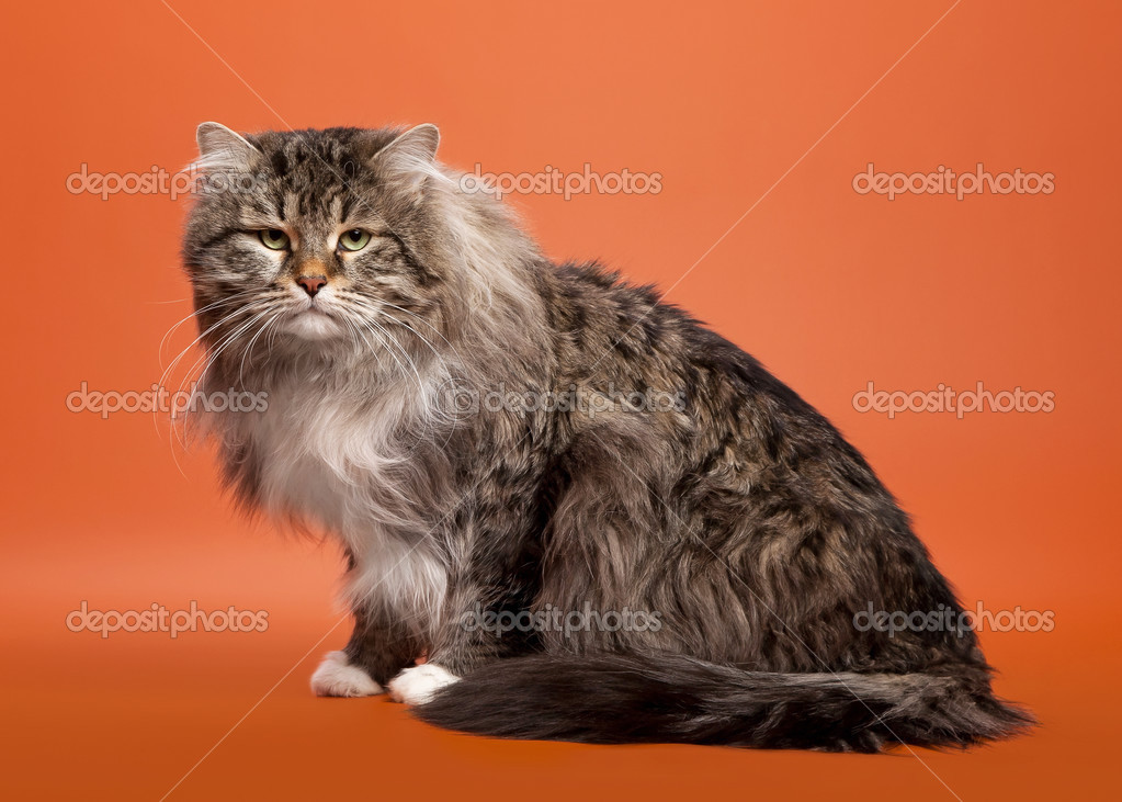 Siberian cat black tiger with white on light brown background