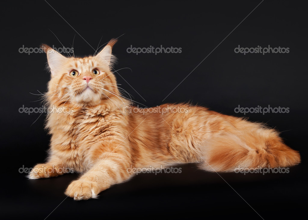 Americano Gatto Di Maine Coon Su Sfondo Nero Foto Stock