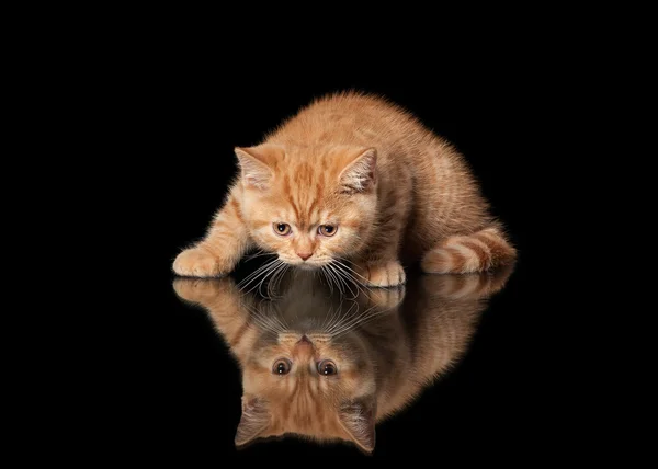 Červené britské kotě na černém pozadí — Stock fotografie