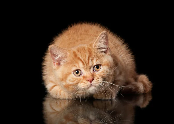 Červené britské kotě na černém pozadí — Stock fotografie