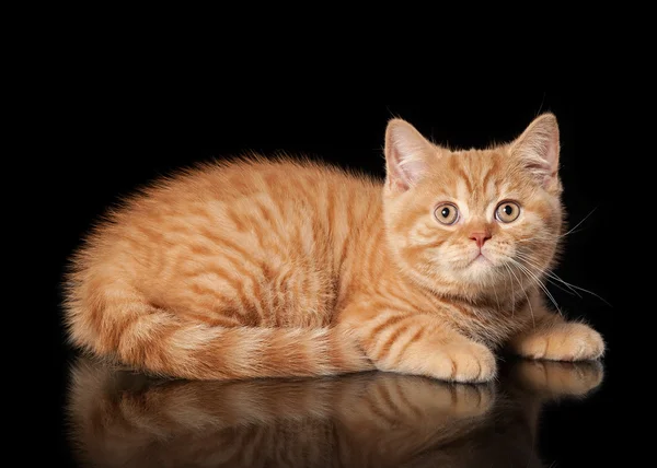 黒の背景に赤のイギリス子猫 — ストック写真