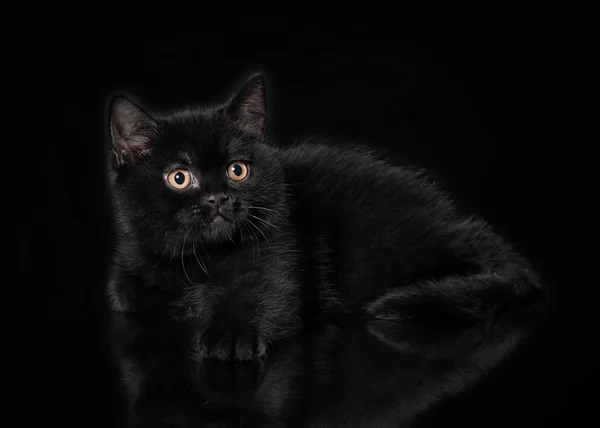 Gatinho britânico preto no fundo preto — Fotografia de Stock