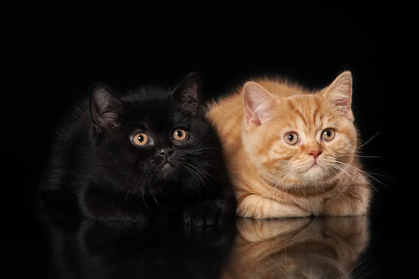 黑色背景上的两个英国小猫 — 图库照片