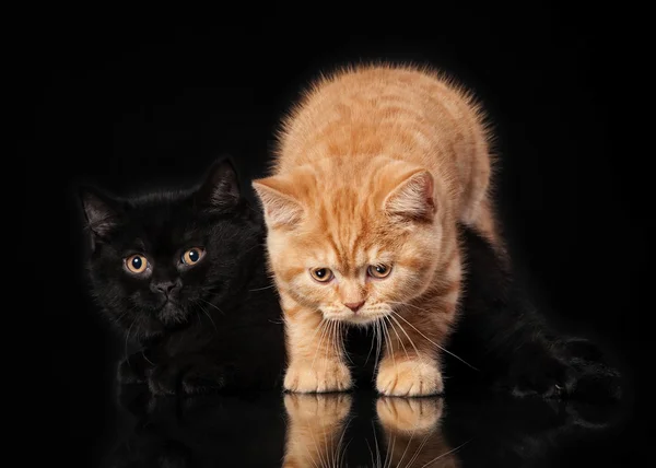 Dois gatinhos britânicos no fundo preto — Fotografia de Stock