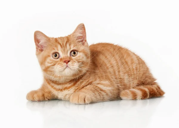 Gatito británico rojo pequeño sobre fondo blanco —  Fotos de Stock
