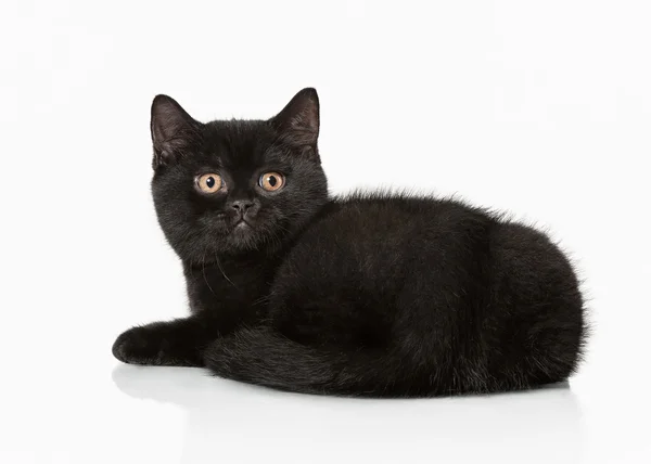 Small black british kitten on white background — Stock Photo, Image