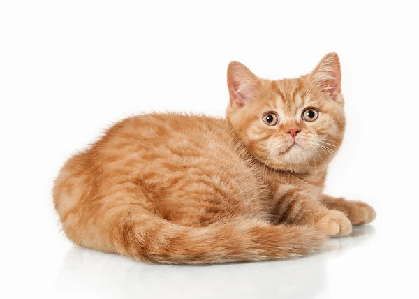 Gatito británico rojo pequeño sobre fondo blanco —  Fotos de Stock