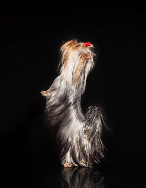 siyah arka plan üzerine genç yorkie dişi köpek