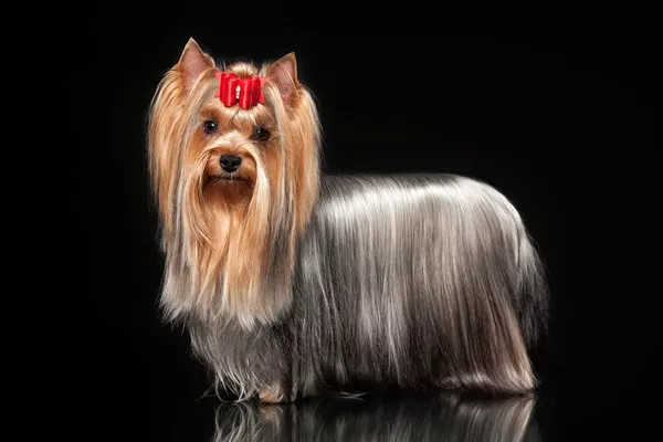 Jeune Yorkie femelle chien sur fond noir — Photo