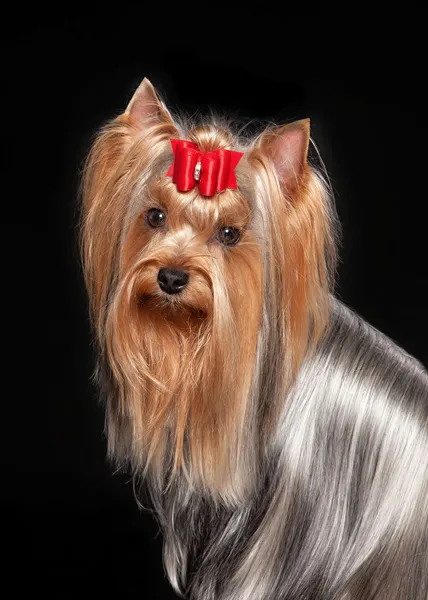 Jonge vrouwelijke yorkiehond op zwarte achtergrond — Stockfoto