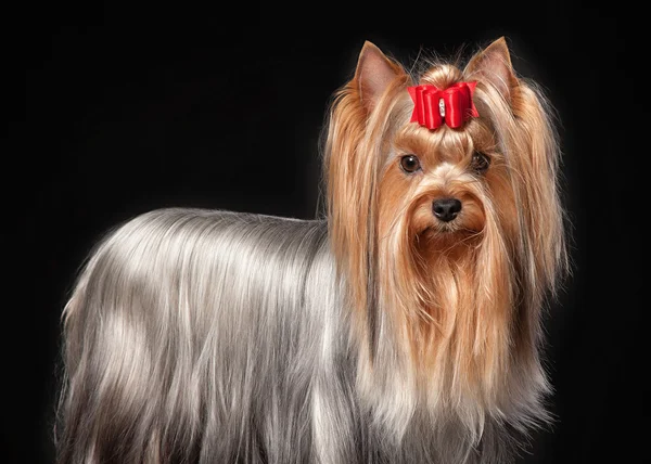 Jovem Yorkie cadela no fundo preto — Fotografia de Stock