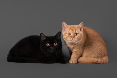 genç siyah ve kırmızı İngiliz yavru gri arka plan üzerinde