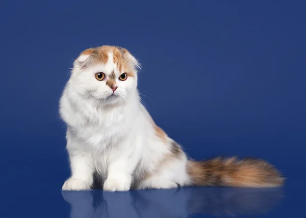 Tortoise scottish highland cat on dark blue background — Stock Photo, Image