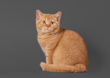 gri zemin üzerine genç kırmızı İngiliz yavru kedi