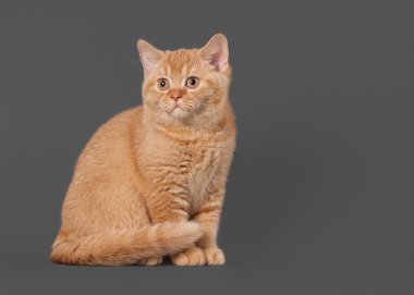 gri zemin üzerine genç kırmızı İngiliz yavru kedi