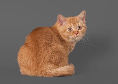 gri zemin üzerine genç kırmızı İngiliz yavru kedi
