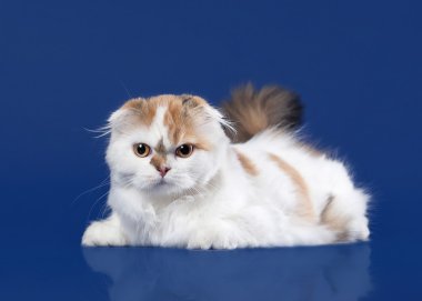 Kaplumbağa İskoç yayla kedi koyu mavi zemin üzerine