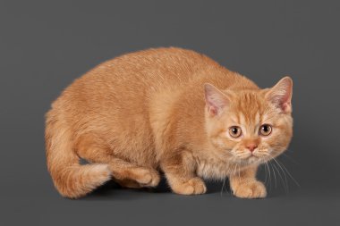 gri zemin üzerine genç kırmızı İngiliz yavru kedi