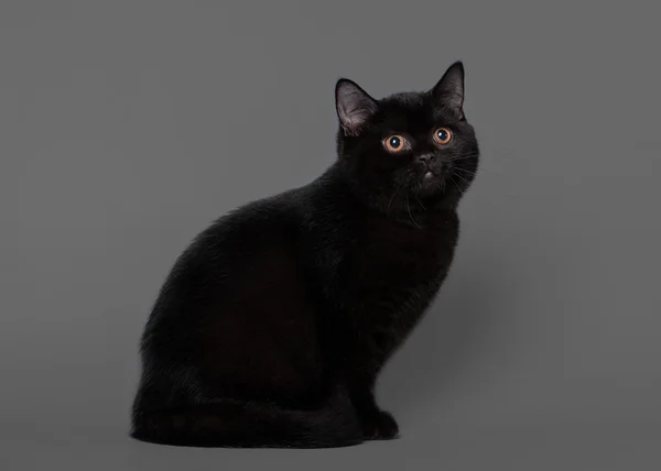 Muda kucing hitam Inggris di latar belakang abu-abu — Stok Foto