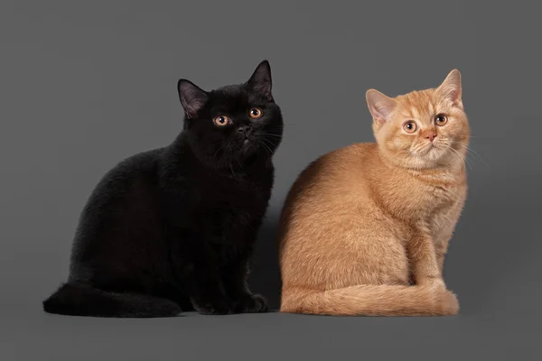 Gatitos británicos jóvenes negros y rojos sobre fondo gris —  Fotos de Stock