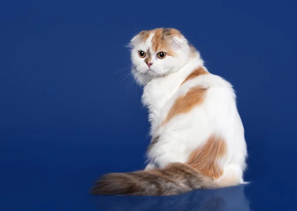 Tortue chat écossais des hautes terres sur fond bleu foncé — Photo