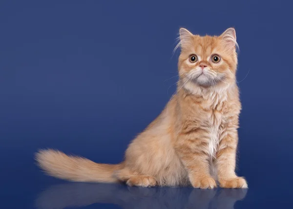 Chat écossais rouge des hautes terres sur fond bleu foncé — Photo